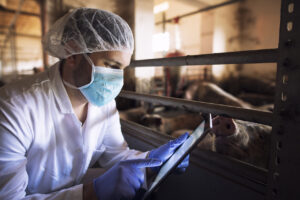 猪场兽医动物医生在猪圈用平板电脑检查猪家畜的健康状况。健康的概念。食品质量控制和肉类检验