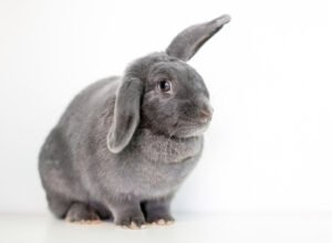 一只灰色的宠物兔子，耳朵半垂着