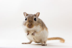 毛茸茸的可爱的啮齿动物——沙鼠在中性的背景