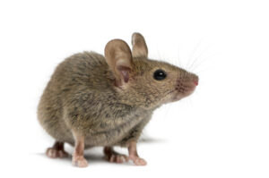 棕鼠，die auf einem weißen Hintergrund sitzt
